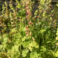 Tellima grandiflora 